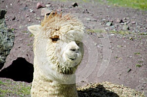 Furry lama and alpaca portrait