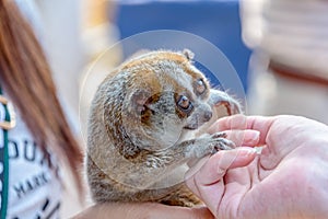 Furry Lemur and anmiamal tourism