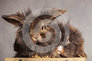 Furry lion head rabbit bunnys looking at the camera