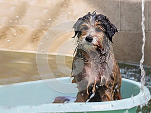 Furry little dog in the bathtub