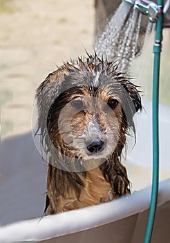 Furry little dog in the bathtub