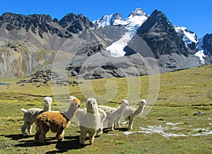Furry llamas and alpacas on green meadow in Andes snow caped mountains