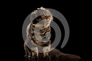 Furry Maine Coon Cat Shaked his head, Isolated Black Background photo