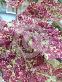 furry maroon abstract leaves