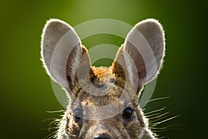 Furry marsupial ear depicted in captivating close up portrait