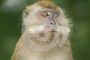 Furry monkey thinking