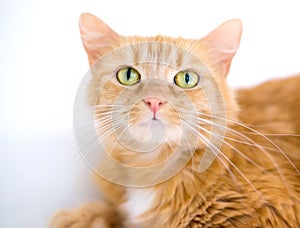 A furry orange tabby cat with long whiskers