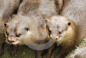 Furry Otters