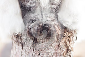 Paws of a cat sitting on a tree stump