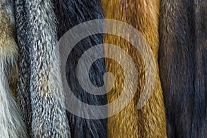 Furry Pelts Hung for Display