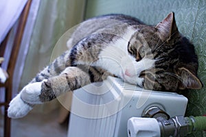 Furry pet cat lies on warm radiator resting and relaxing