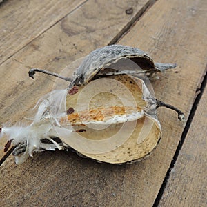 Furry plant seeds on a wooden background