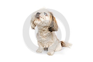 Furry, purebred, funny dog, Shih Tzu sitting and looking with wide open blue eyes isolated on white studio background