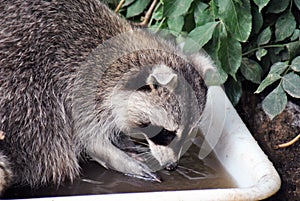 Furry raccoon washing its food