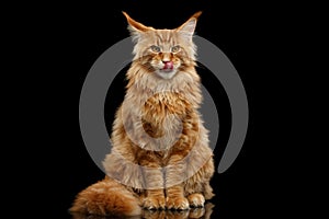 Furry Red Maine Coon Cat Sitting and Lick, Isolated Black