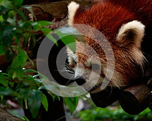 A furry red panda (Ailurus fulgens) is focused on peeking and stalking something.