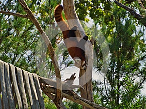 Furry red panda going down the tree in Omaha's Henry Doorly Zoo and Aquarium in Omaha Nebraska