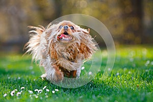 furry ruby cavalier king charles spaniel running outside