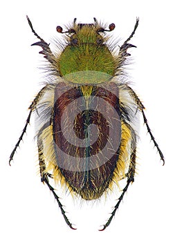 Furry scarab beetle Pygopleurus foina photo