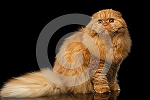 Furry scottish fold breed Cat on isolated black background