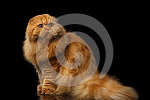 Furry scottish fold breed Cat on isolated black background