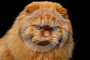 Furry scottish fold breed Cat on isolated black background