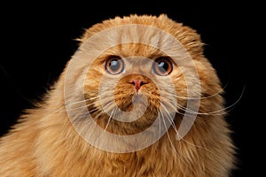 Furry scottish fold breed Cat on isolated black background