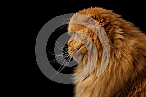 Furry scottish fold breed Cat on isolated black background