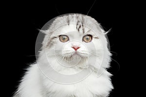 Furry scottish fold breed kitty on isolated black background