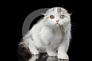 Furry scottish fold breed kitty on isolated black background