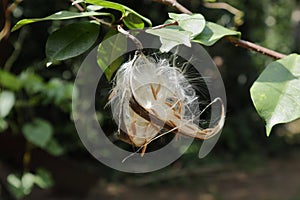 Furry seeds that are ready to be dispersed by the wind, are in an opened coral swirl capsule