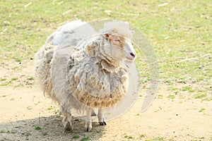 Furry sheep