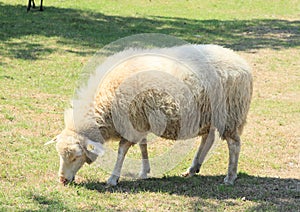 Furry sheep