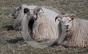 Furry And Sheep Repose On Grassland