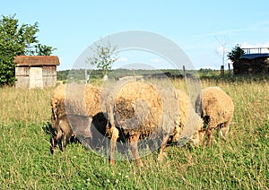 Furry sheeps