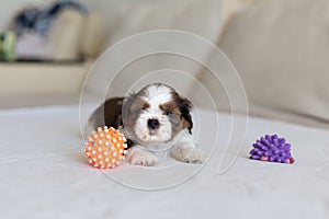 Furry Shih-Tzu pup with two toys