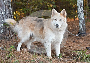 Furry Siberian Husky Malamute Collie mix dog outside on leash