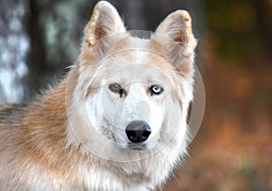 Furry Siberian Husky Malamute Collie mix dog outside on leash