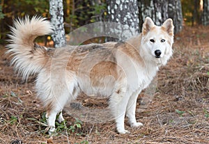 Furry Siberian Husky Malamute Collie mix dog outside on leash