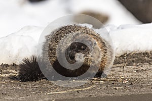 A furry small animal in a winter scene