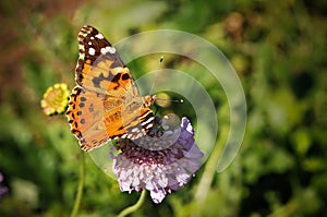 Furry Spotted Orange Spring Butterfly on Flowers