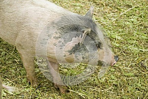 Furry spotted pig