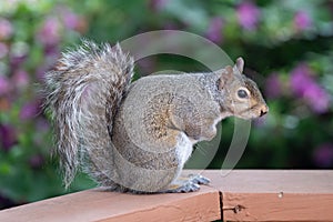 Furry squirrel on the bench