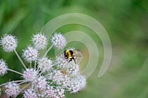 A furry striped bumblebee sits on a poisonous white flower of a water Hemlock on a green background. Textured wings