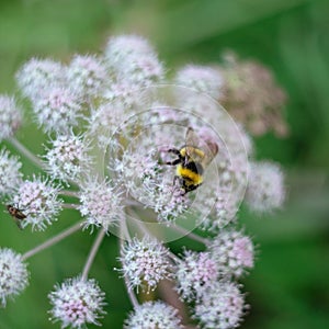 A furry striped bumblebee sits on a poisonous white flower of a water Hemlock on a green background. Textured wings