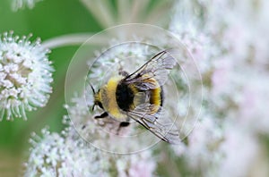 A furry striped bumblebee sits on a poisonous white flower of a water Hemlock on a green background. Textured wings