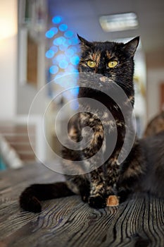 A furry striped cat sits on a chair and tries to hit someone with a clawed paw.