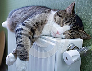 Furry striped pet cat lies on warm radiator resting, relaxing