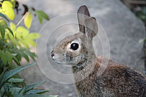 Furry Tailed Garden Hunter