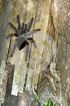 Furry tarantula alfresco walking along the tree trunk